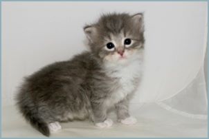 Female Siberian Kitten from Deedlebug Siberians